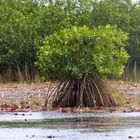 Belize-Mangroven