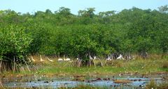 Belize-Mangrovenbewohner