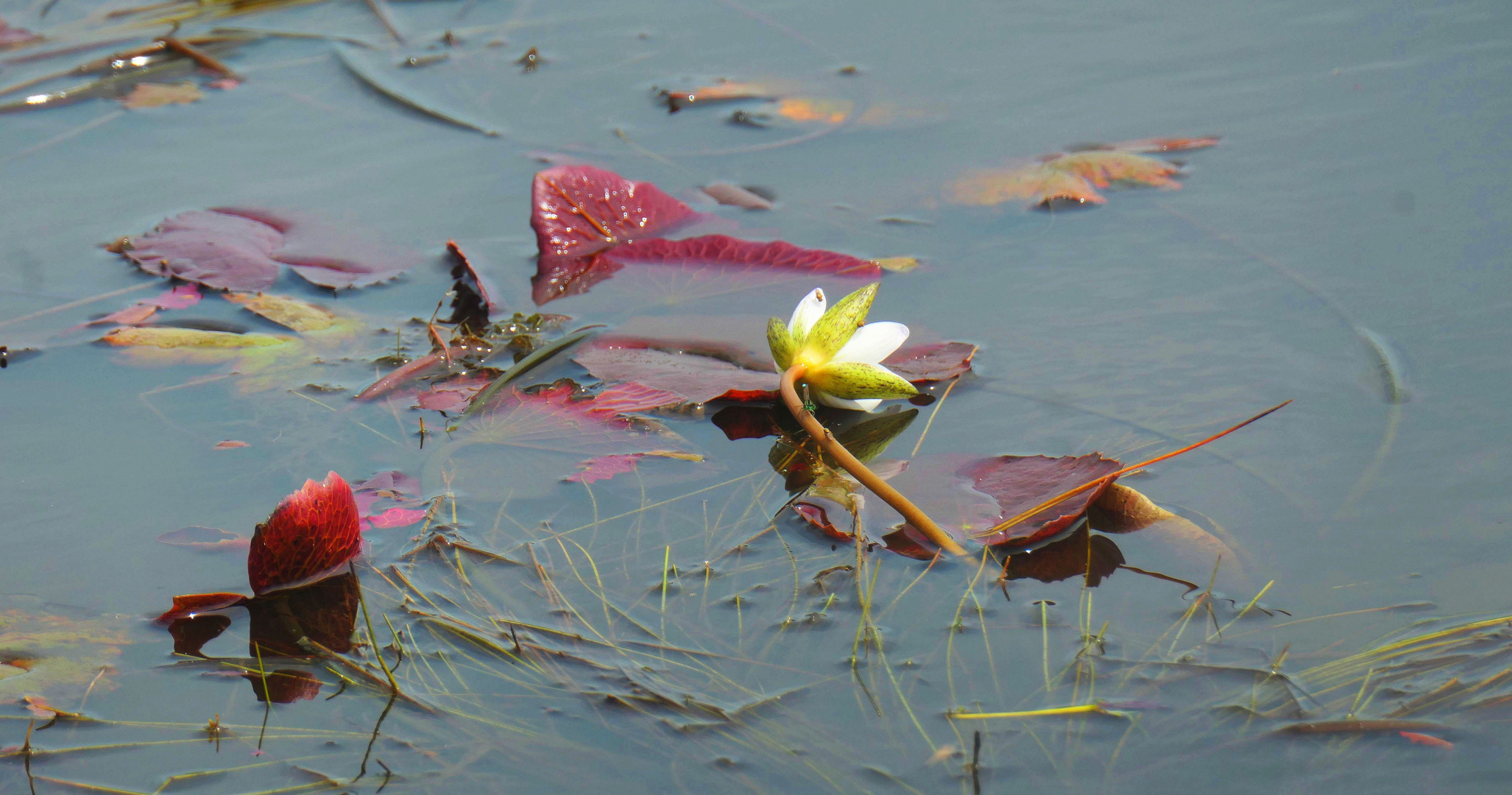 Belize-Wasserpflanzen