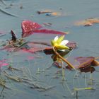 Belize-Wasserpflanzen