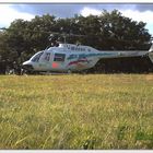 Bell 206 D-HHMP - als Rallytaxi