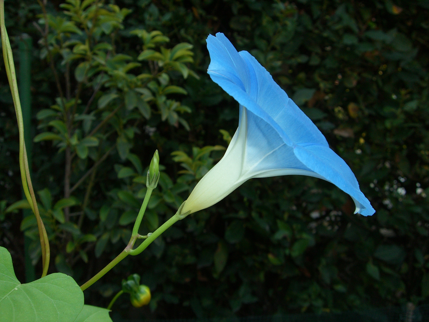 bell flower