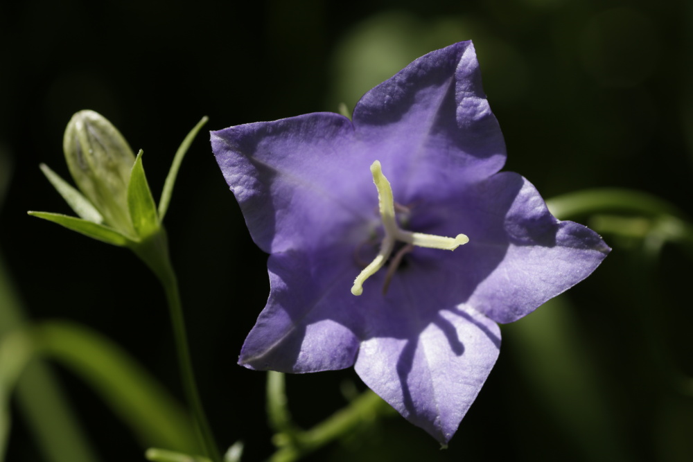 Bell Flower