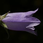 Bell flower (Campanula)