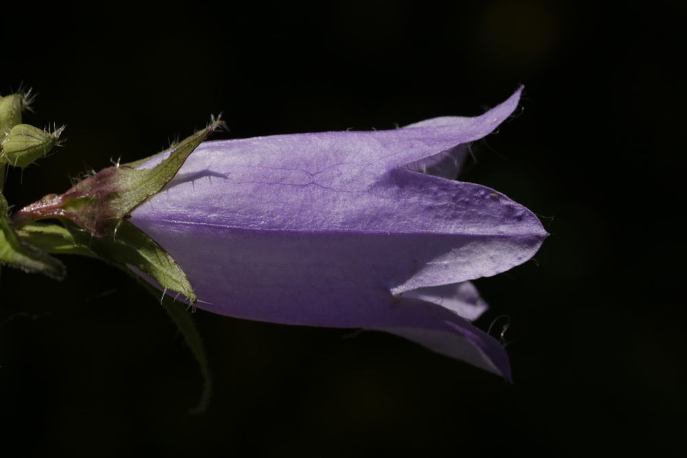 Bell flower (Campanula)