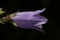 Bell flower (Campanula)