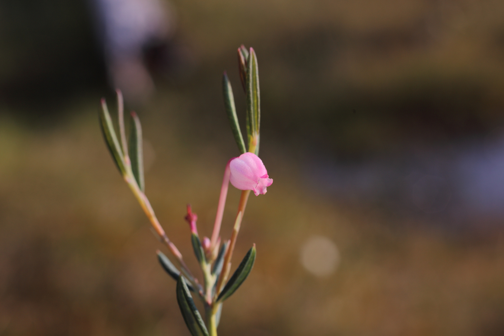 bell heather