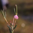 bell heather