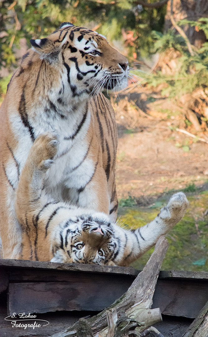 Bella & Akina