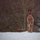 Bella allein im Wald....