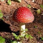 Bella Amanita