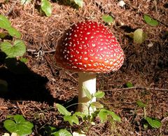 Bella Amanita