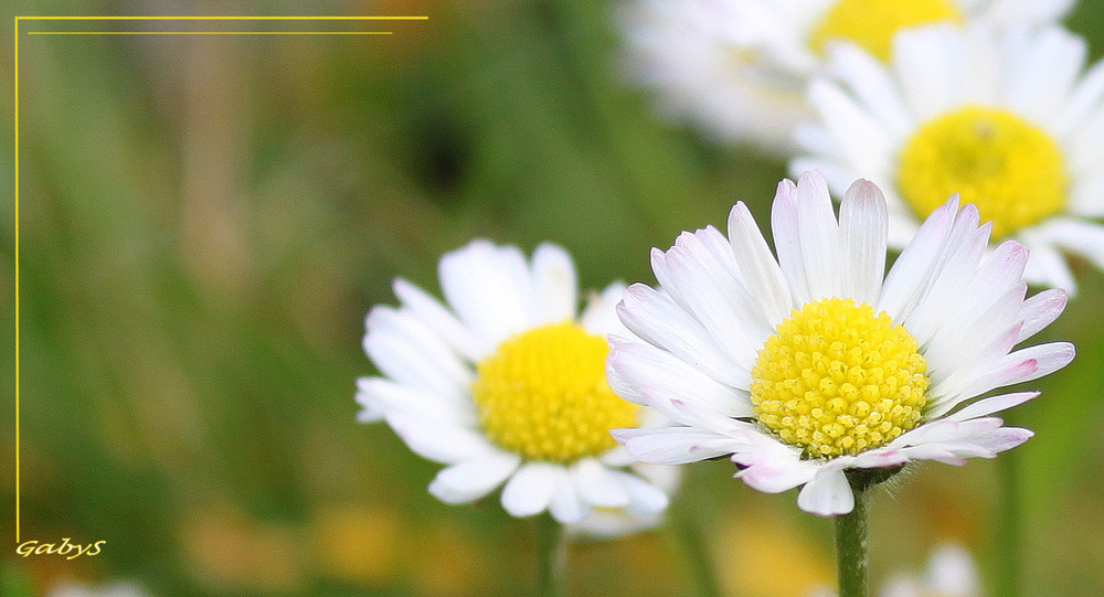 Bella "Bellis perennis"