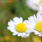 Bella "Bellis perennis"