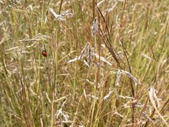 Bella Coccinella 1