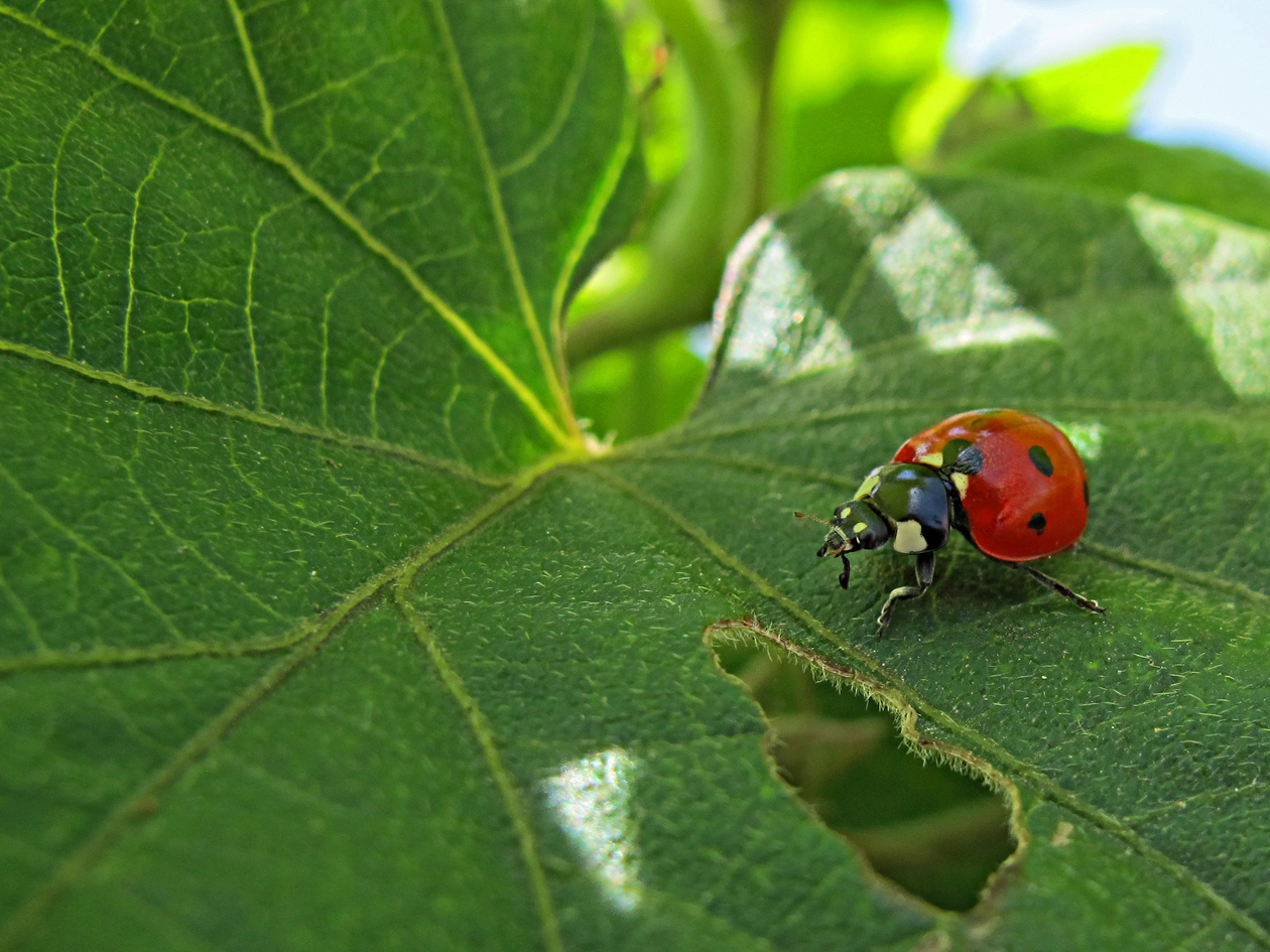 Bella Coccinella 2