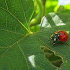 Bella Coccinella 2