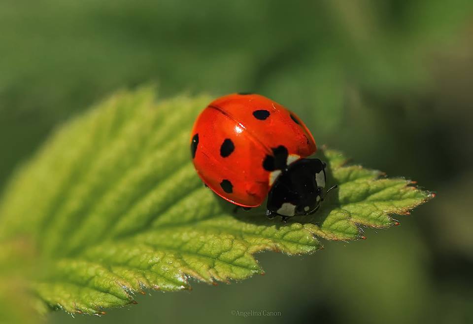 Bella Coccinelle