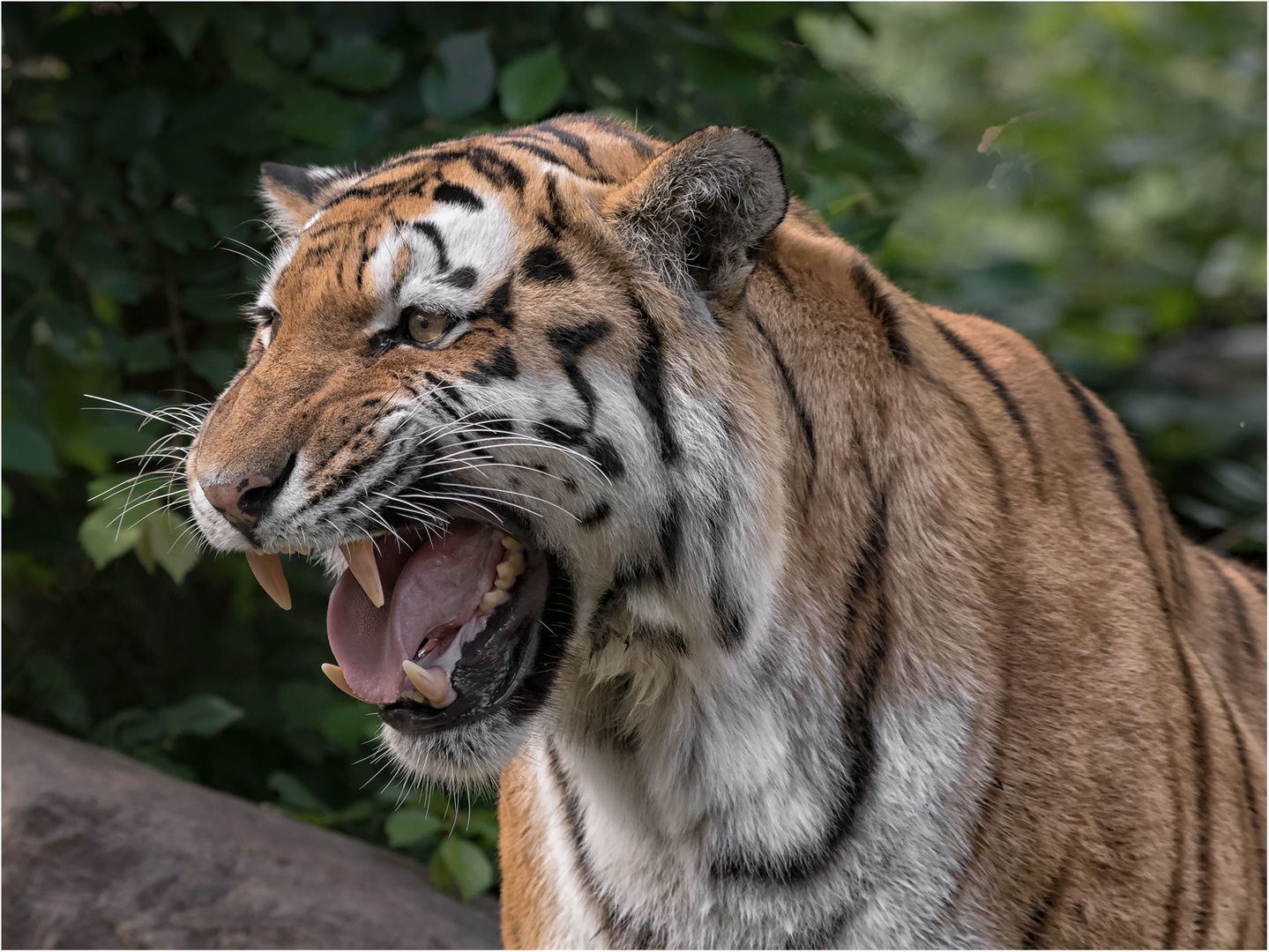 Bella, die hübsche Amurtigerin