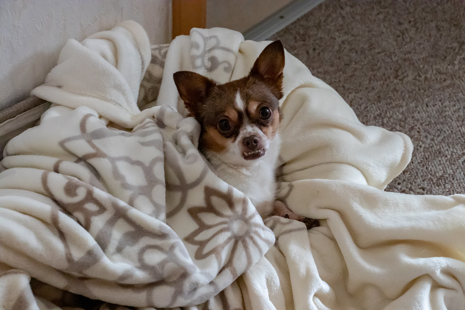 Bella, die Zahnfee und die Kuscheldecke