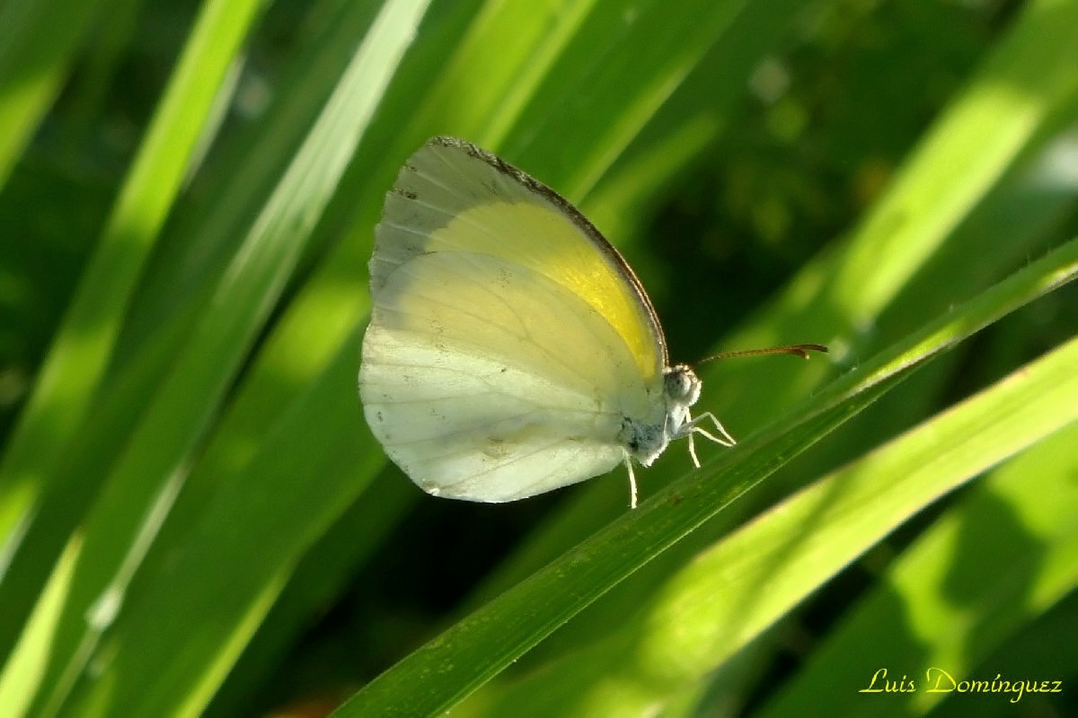 Bella Farfalla