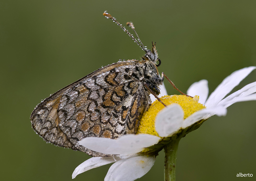 bella farfallina bloccata dalla brina