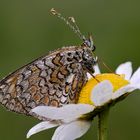 bella farfallina bloccata dalla brina