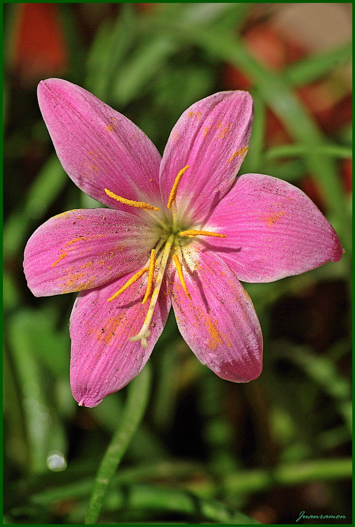 Bella flor