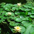 bella flor en el agua