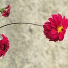 Bella flor en mi jardin.