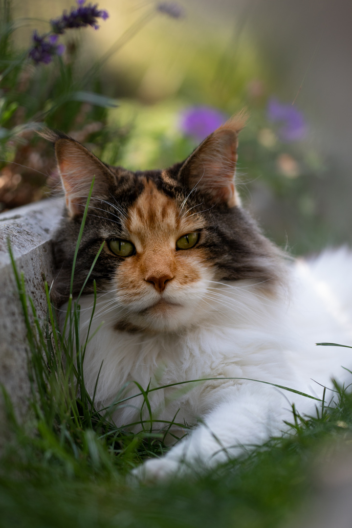 Bella genießt den Garten