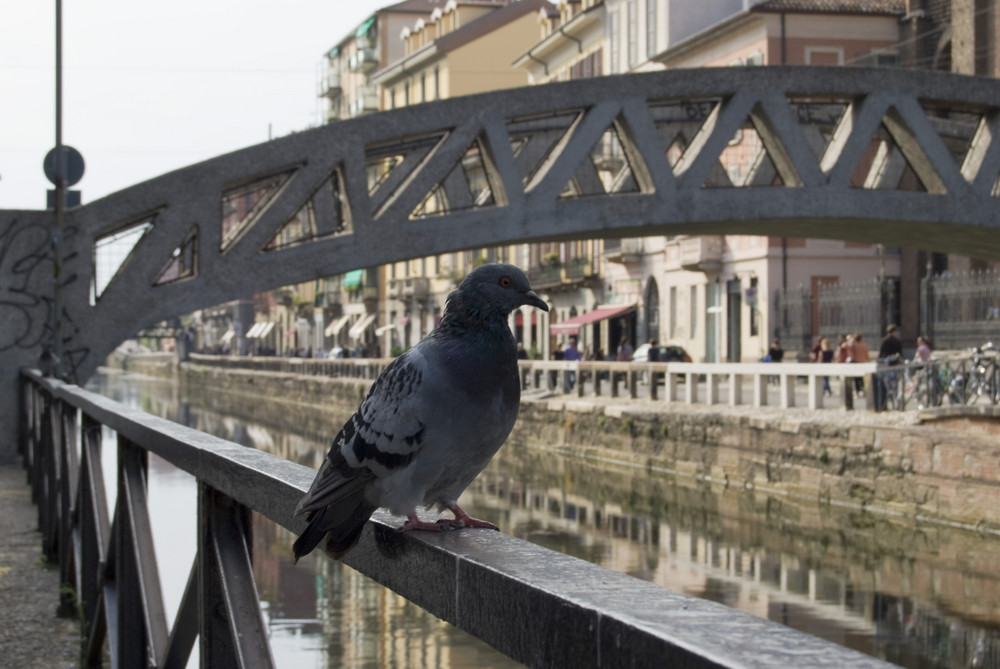 "Bella Gente" sui Navigli.