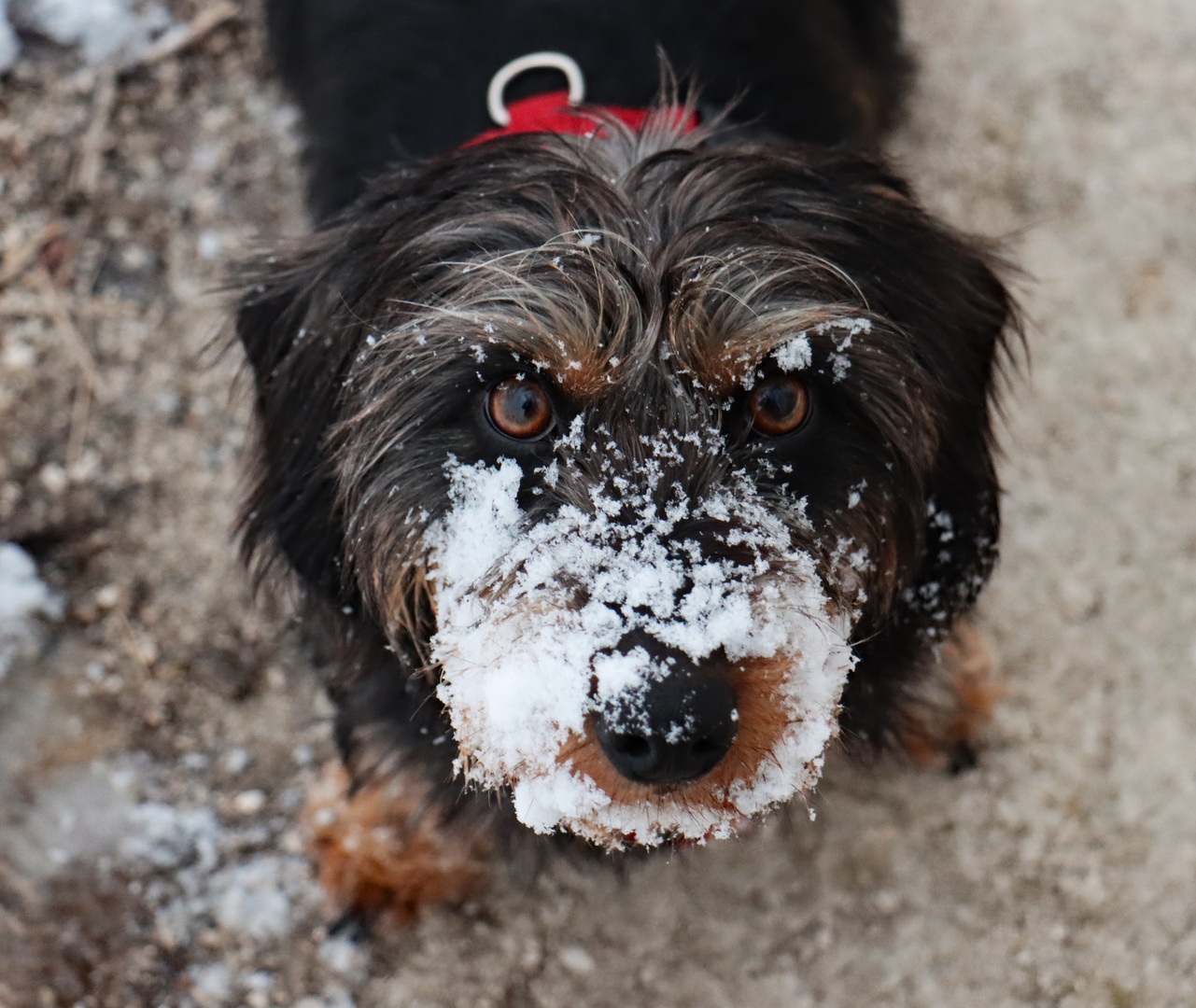 Bella heute mit Schneeschnauze