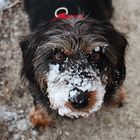 Bella heute mit Schneeschnauze