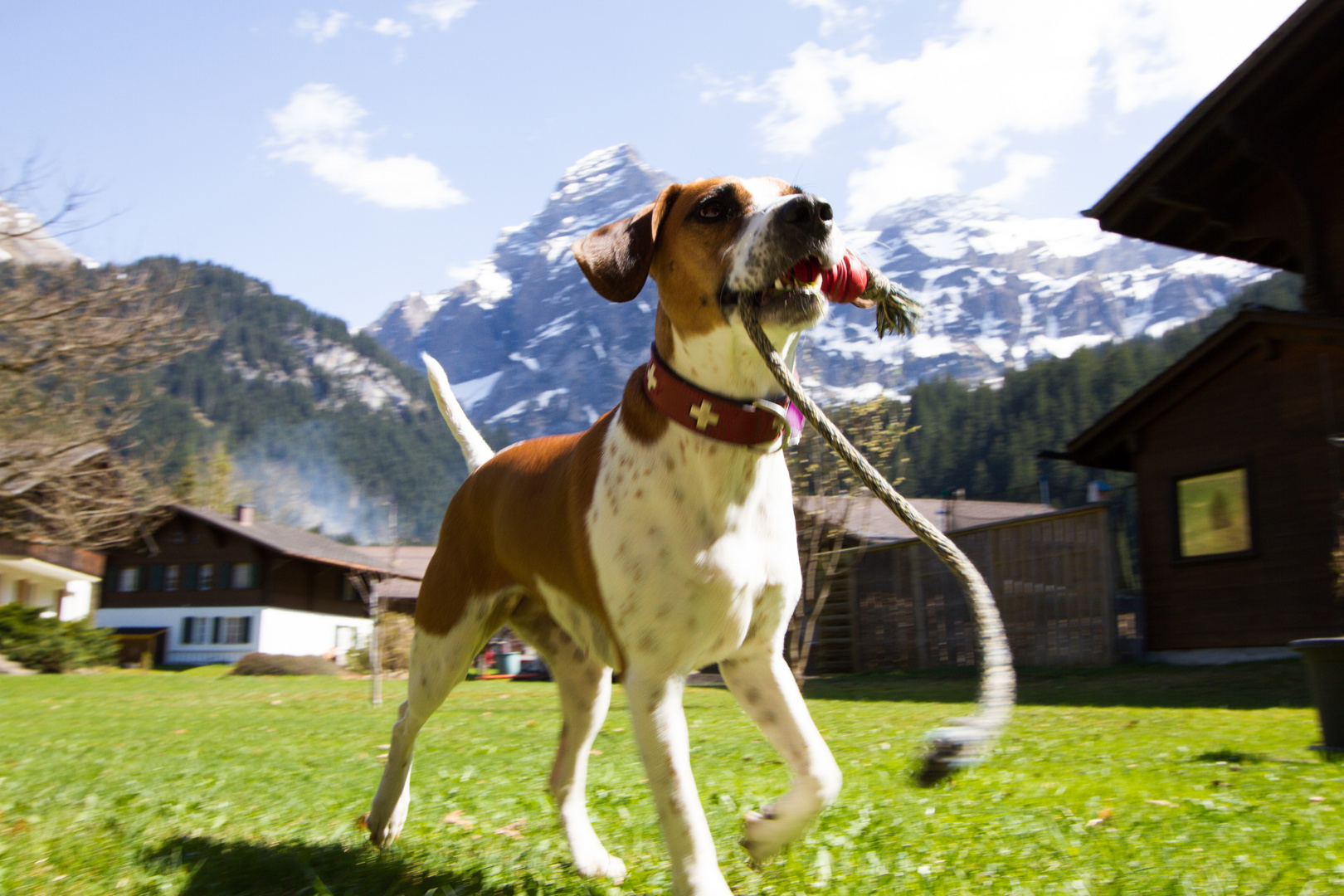 Bella im Berner Oberland