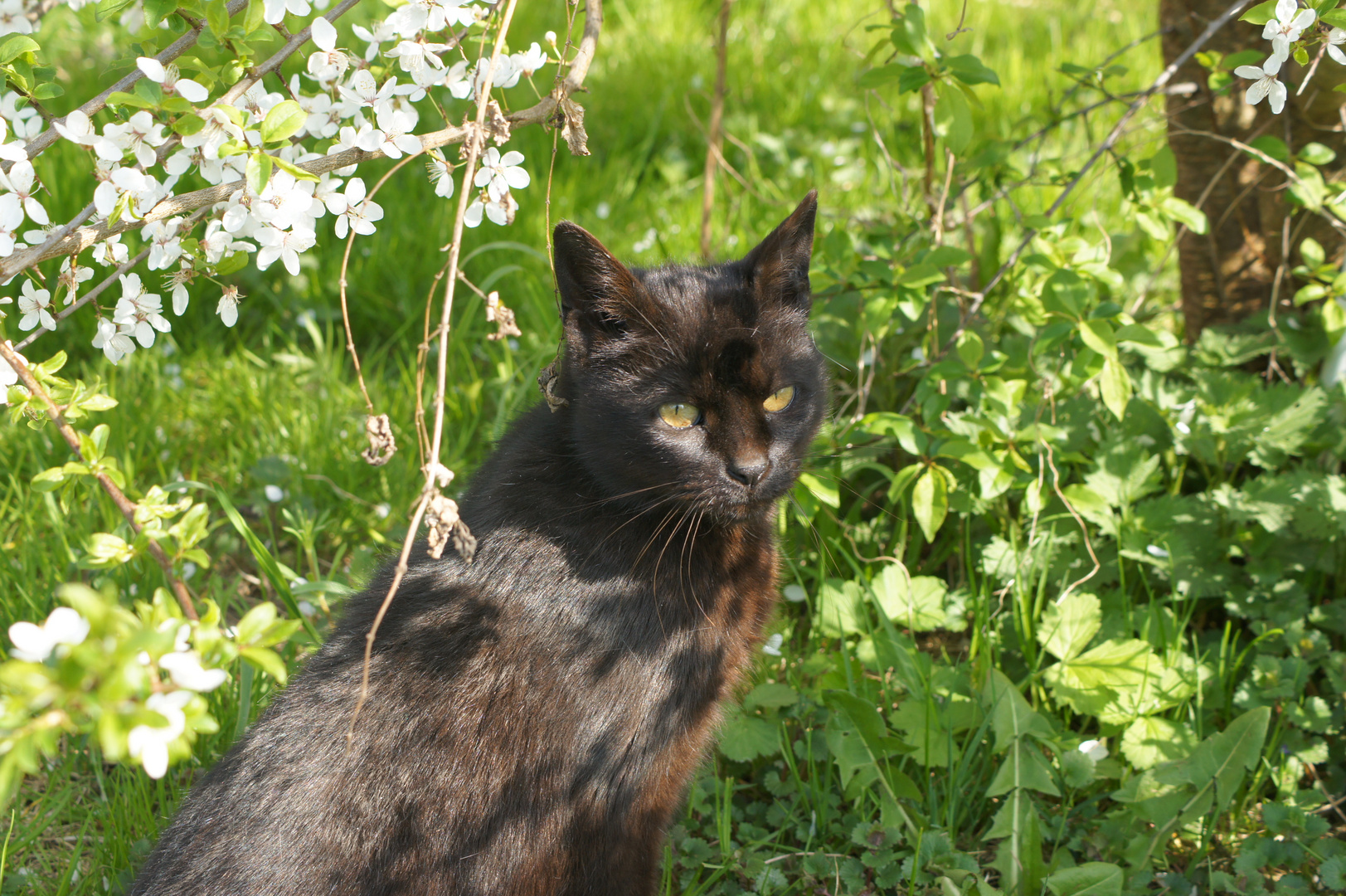 Bella im Frühling