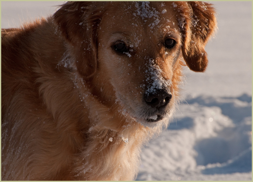 Bella im Schnee