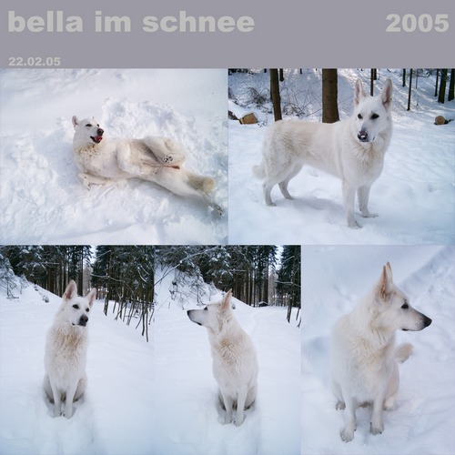 bella im schnee