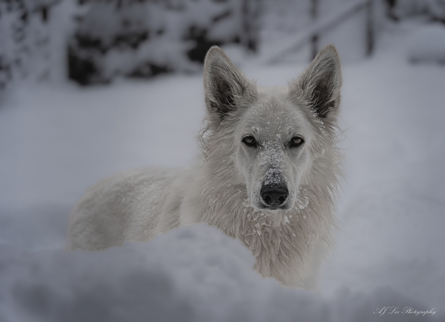 Bella im Schnee