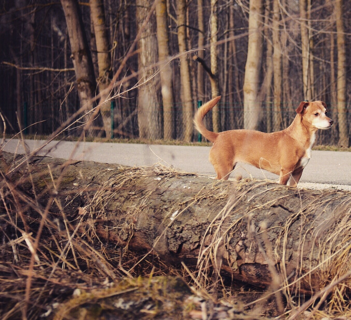 Bella in freier Natur