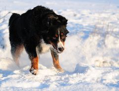 Bella kommt aus dem Graben - Bild 3 - geschafft