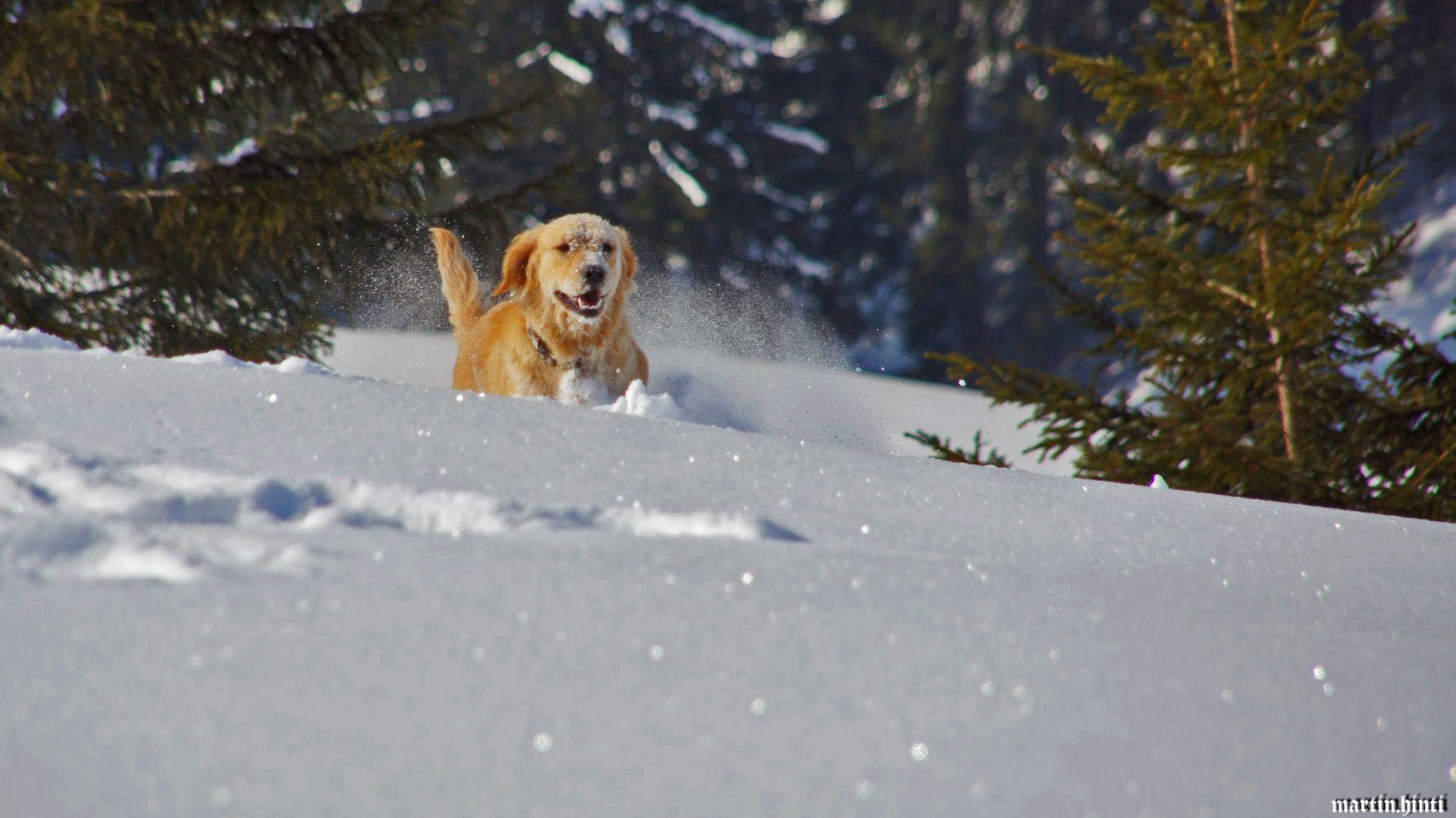 Bella mag den Schnee