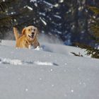 Bella mag den Schnee