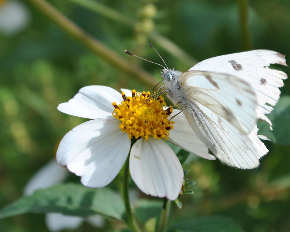 BELLA MARIPOSA de Carolina Martinez 