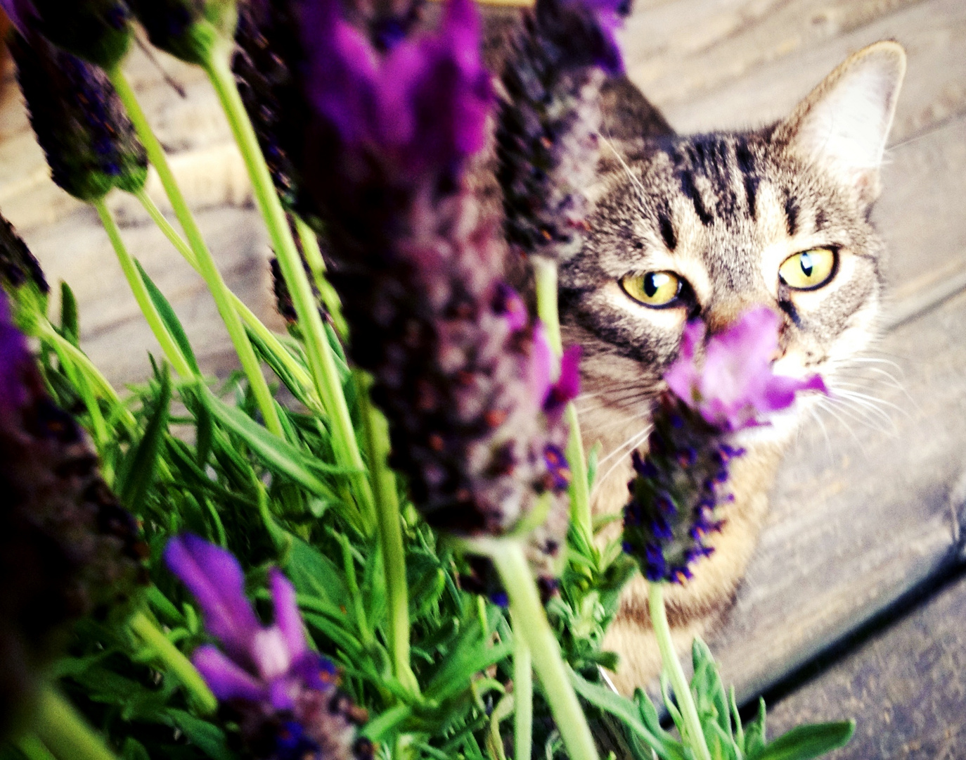 Bella meets Lavanda