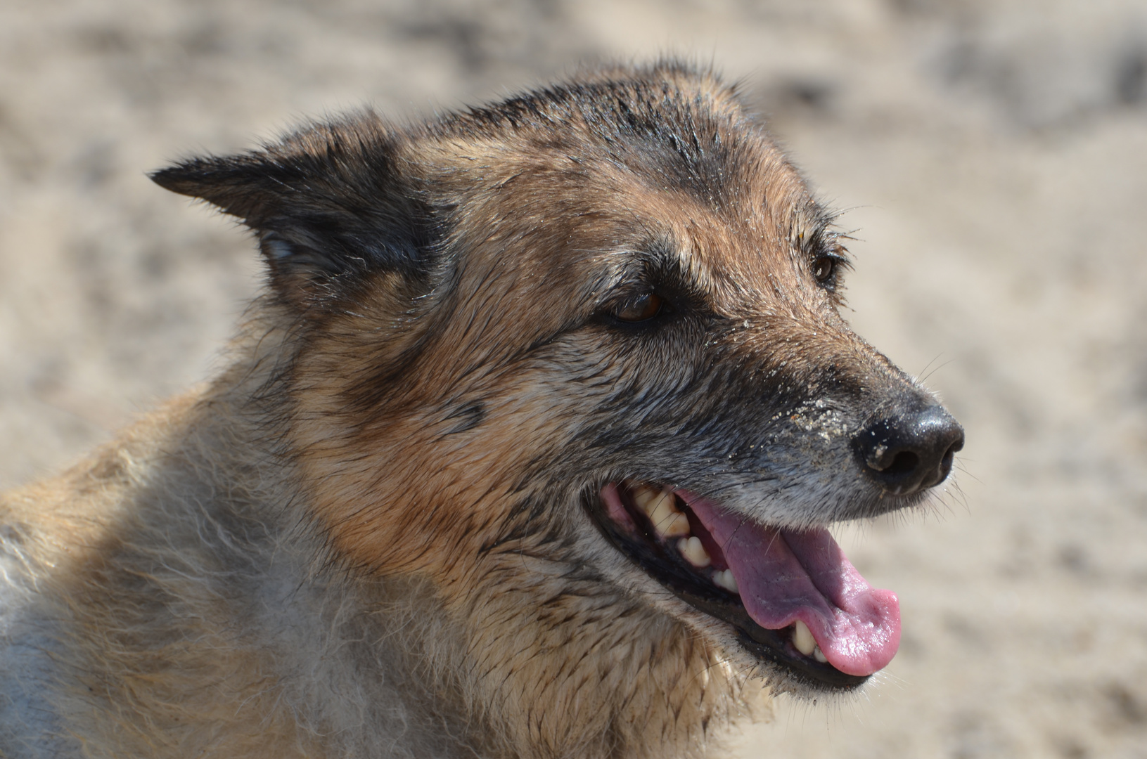 Bella mit Salzwasser und Sand