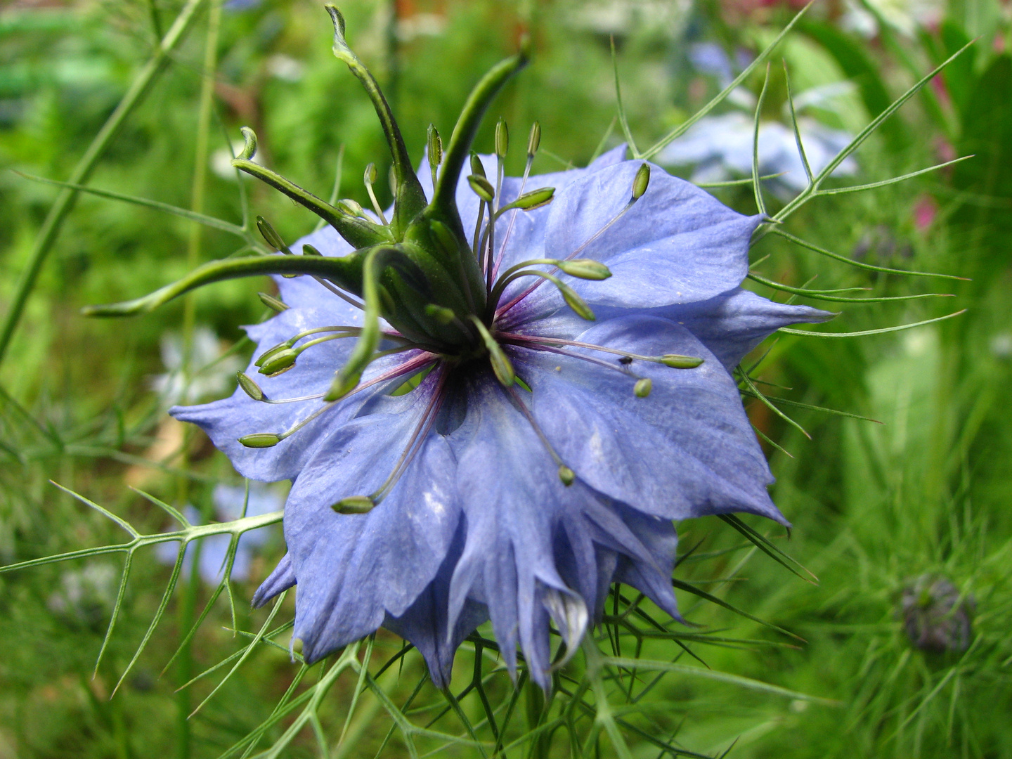 Bella Nigella