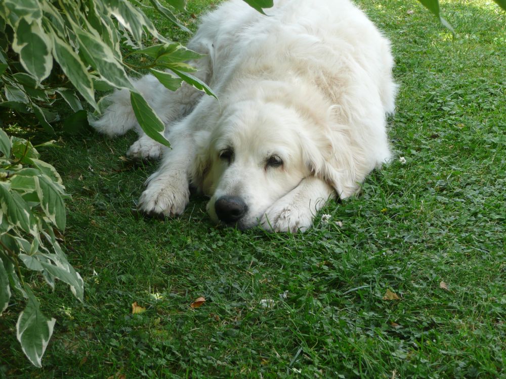 bella rettet sich über den heißen sommertag