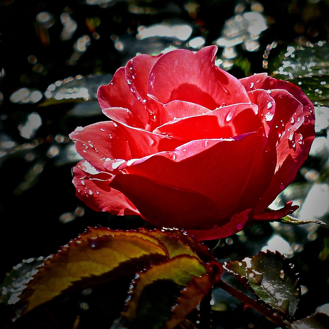Bella Rosa Foto Bild natur herbst blumen Bilder auf Bella Rosa Foto Bild natur herbst blumen Bilder auf