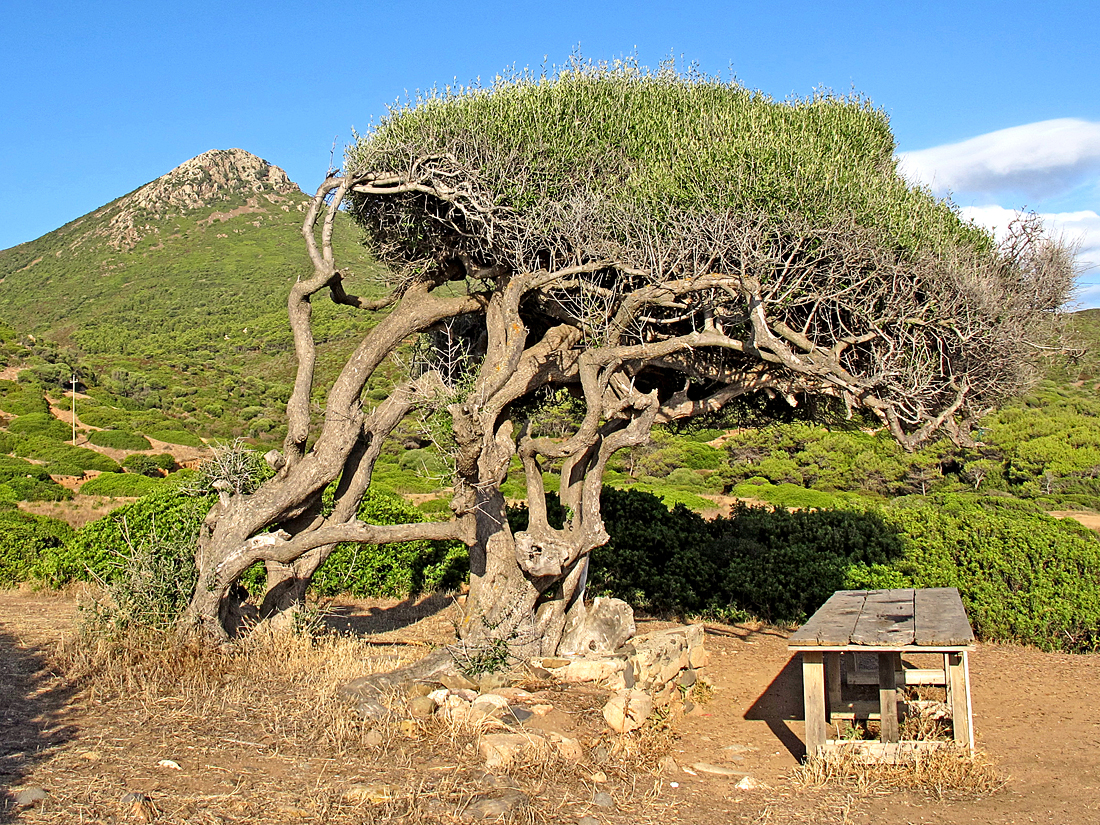 Bella Sardegna - Grüne Insel / Isola verde (10)